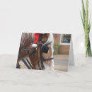 Zoek naar belgisch paard briefkaarten Fotografie