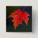 Zoek naar herfst blad buttons Close up
