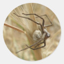 Zoek naar spinachtigen stickers Dieren