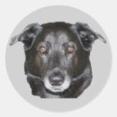 Zoek naar zwart labrador stickers Laboratorium
