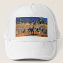 Zoek naar zebra petten Afrika