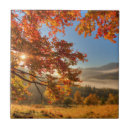 Zoek naar mist tegels Boom