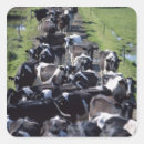Zoek naar koeien stickers Buiten