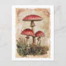 Zoek naar mushroom briefkaarten Paddestoel