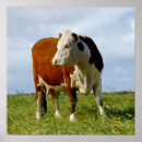 Zoek naar hereford posters Koe