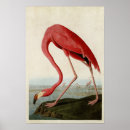 Zoek naar amerikaanse flamingo posters Flamingos