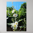 Zoek naar stokrozen posters Bloemen