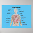 Zoek naar hart anatomie posters Maag