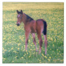 Zoek naar zweeds tegels Paard
