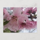 Zoek naar peach blossom briefkaarten Natuur
