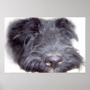 Zoek naar wheaten terrier kunst Schotse terriër