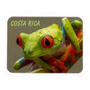 Zoek naar costa rica magneten Kikker