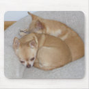 Zoek naar chihuahua dog muismatten Puppies
