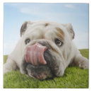 Zoek naar lach tegels Natuur