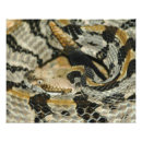 Zoek naar rammen posters Wilde dieren