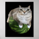 Zoek naar kat meme posters Grappig