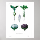 Zoek naar botanical illustration kunst Vintage
