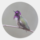 Zoek naar kolibrie stickers Vogels kijken
