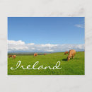 Zoek naar koeien briefkaarten Weide
