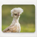 Zoek naar funny chicken muismatten Foto