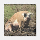 Zoek naar pig magneten Hog
