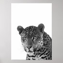 Zoek naar zwarte jaguar posters Oerwoud