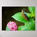 Zoek naar morpho vlinder posters Bloem