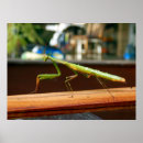 Zoek naar roofdier posters Natuur