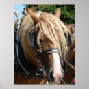 Zoek naar belgisch paard posters Conceptpaard