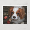 Zoek naar nicht briefkaarten Hond