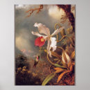 Zoek naar kolibrie posters Vogel