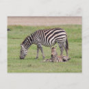 Zoek naar zebra briefkaarten Baby