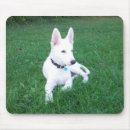 Zoek naar witte herder elektronica Puppy