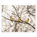 Zoek naar waxwings posters Wassen