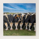 Zoek naar holstein puzzels Boerderij