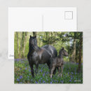 Zoek naar merrie Foal