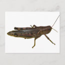 Zoek naar cricket briefkaarten Grasshopper