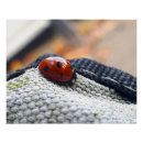 Zoek naar insect kunst Voor iedereen