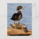 Zoek naar avifauna posters Grondeleend