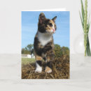 Zoek naar hooiberg kaarten Kat