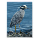 Zoek naar reigers posters Voor haar