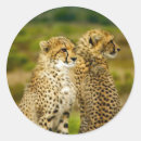 Zoek naar jachtluipaard stickers Dier