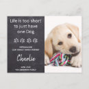 Zoek naar puppy douche uitnodigingen Huisdier