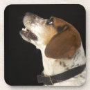 Zoek naar kleine hond onderzetters Fotografie