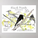 Zoek naar vogel tekening posters Voor iedereen