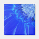 Zoek naar gerbera magneten Blauw