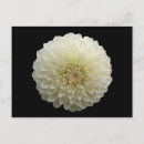 Zoek naar witte dahlia briefkaarten Dahlias