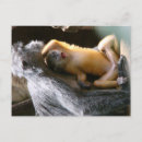 Zoek naar baby aap briefkaarten Dierentuin