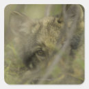 Zoek naar grijze wolf stickers Dier