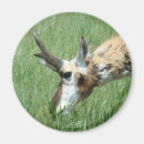 Zoek naar graz magneten Buiten